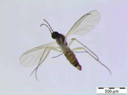 Image of <i>Corynoptera tetrachaeta</i>