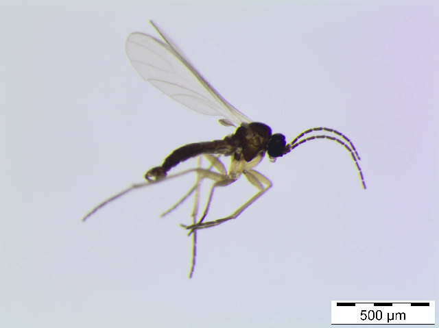 Image of Bradysia angustipennis Winnertz 1867