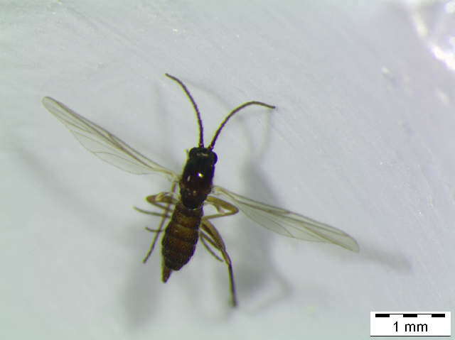 Image of <i>Bradysia pilistriata</i>