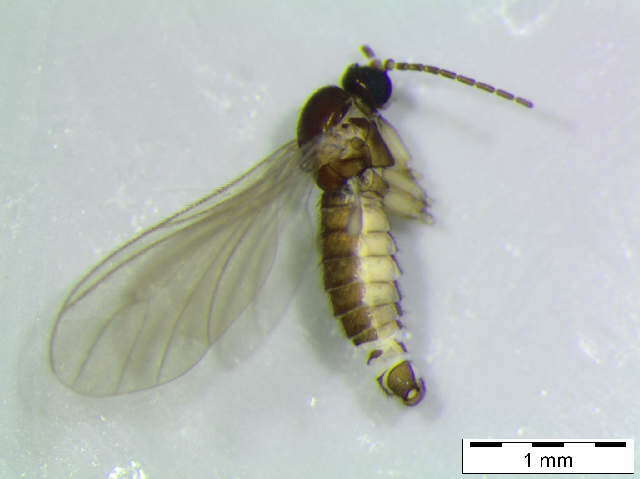 Image of <i>Peyerimhoffia vagabunda</i>