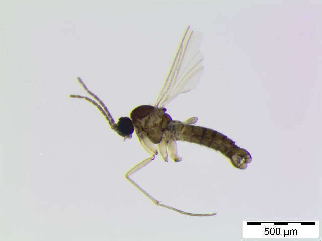 Image of <i>Peyerimhoffia vagabunda</i>