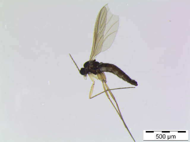 Image of Corynoptera hypopygialis (Lengersdorf 1926)