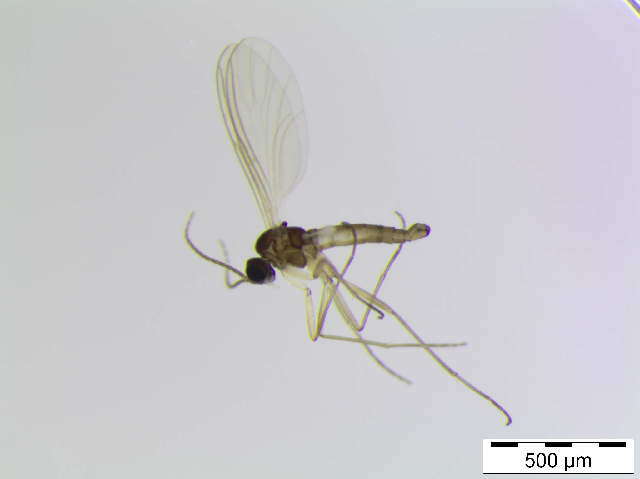 Image of Corynoptera blanda (Winnertz 1867)