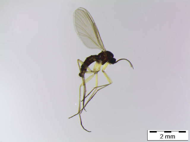 Image of Trichosia scotica (Edwards 1925)