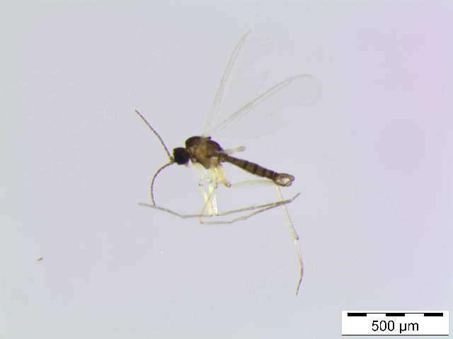 Image of Corynoptera subtilis (Lengersdorf 1929)