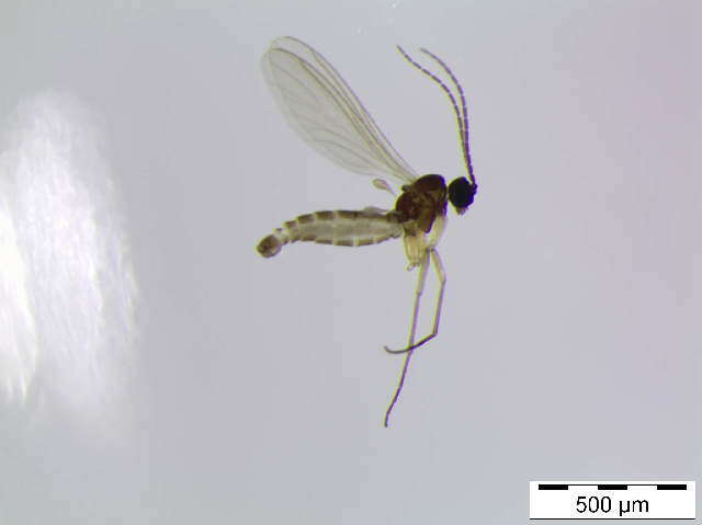 Image of Corynoptera subtilis (Lengersdorf 1929)