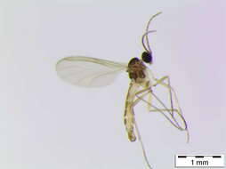 Image of Corynoptera blanda (Winnertz 1867)