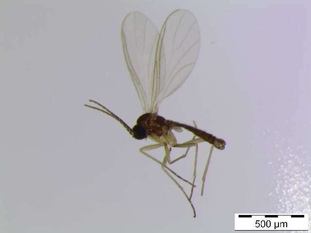 Image of Cratyna uliginosa (Lengersdorf 1929)