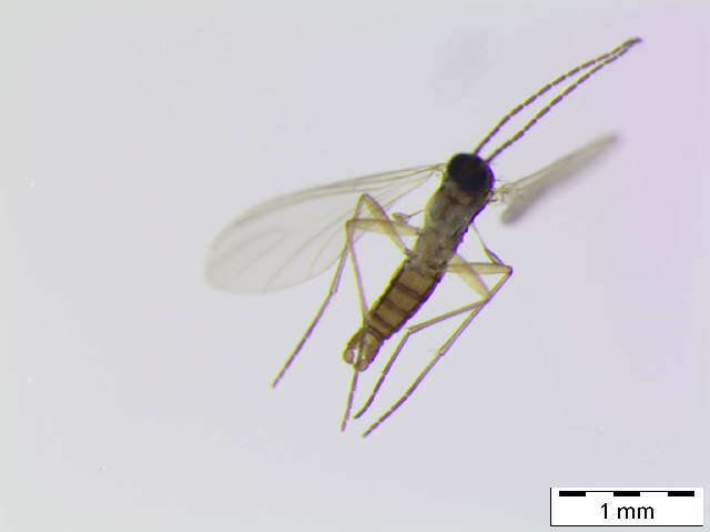 Image of Corynoptera subtilis (Lengersdorf 1929)