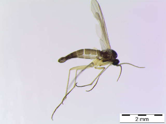 Image of Trichosia scotica (Edwards 1925)