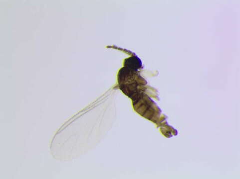 Image of <i>Corynoptera subparvula</i>