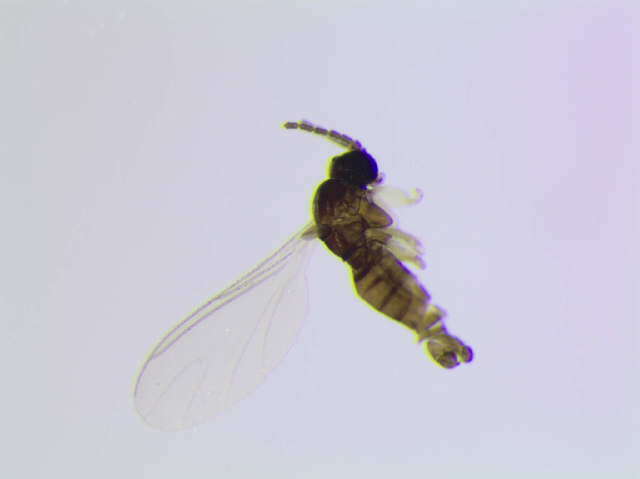 Image of <i>Corynoptera subparvula</i>