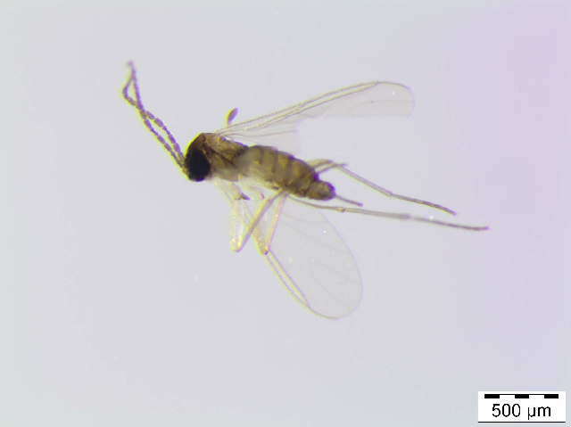 Image of <i>Corynoptera furcata</i>