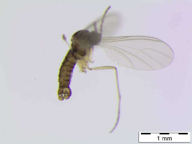 Image of <i>Peyerimhoffia vagabunda</i>