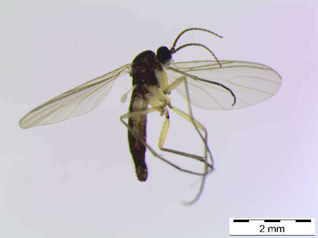 Image of Trichosia scotica (Edwards 1925)