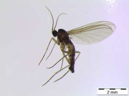 Image of Scythropochroa radialis Lengersdorf 1926