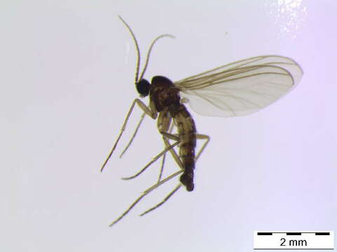 صورة Scythropochroa radialis Lengersdorf 1926