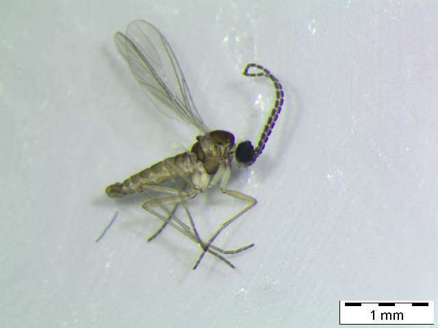 Image of Cratyna nobilis (Winnertz 1867)