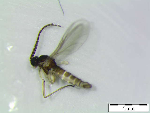 Image of Cratyna nobilis (Winnertz 1867)