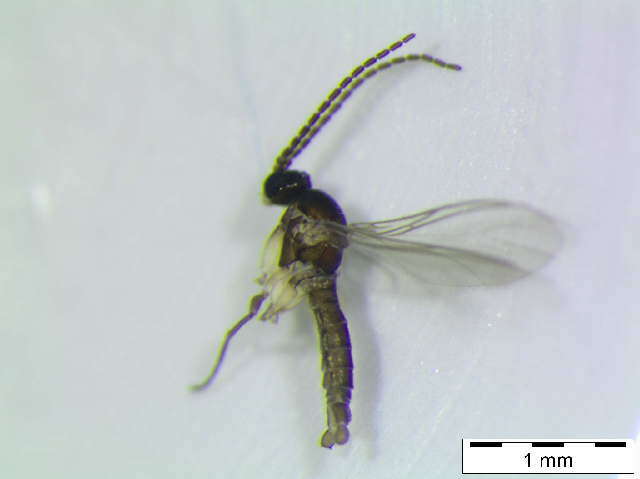 Image of Cratyna nobilis (Winnertz 1867)