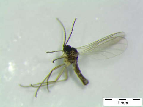 Image of Scatopsciara dentifera (Frey 1936)