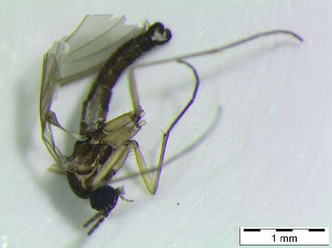 Image of <i>Leptosciarella finjae</i>