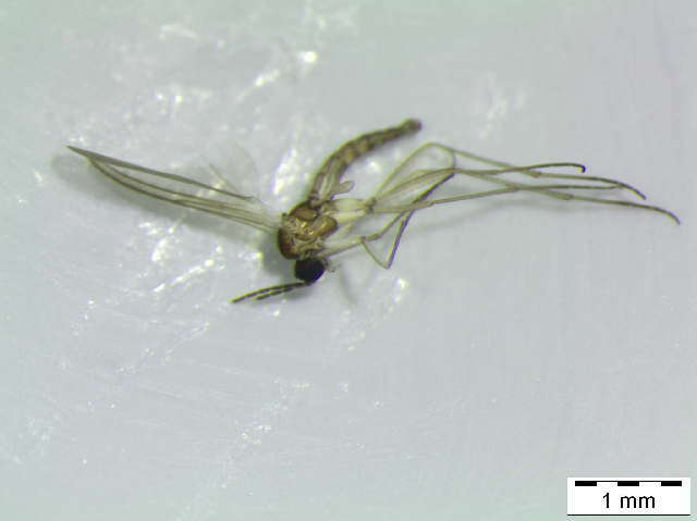 Image of Camptochaeta sicilicula Hippa & Vilkamaa 1994