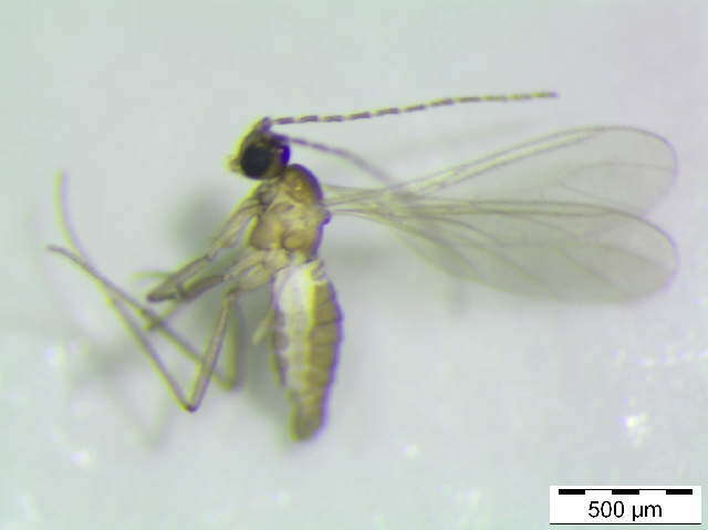 Plancia ëd Epidapus microthorax (Borner 1903)