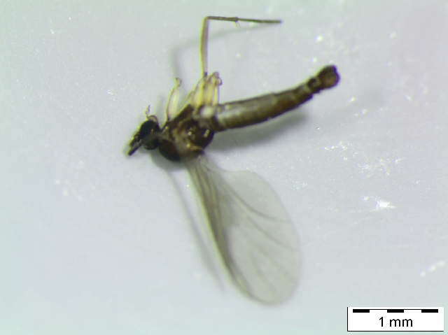 Image of Dichopygina aculeata Vilkamaa, Hippa & Komarova 2004