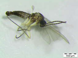 Image of Corynoptera forcipata (Winnertz 1867)
