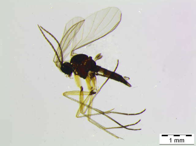 Image of Leptosciarella trochanterata (Zetterstedt 1851)