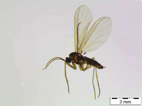 صورة Scythropochroa radialis Lengersdorf 1926