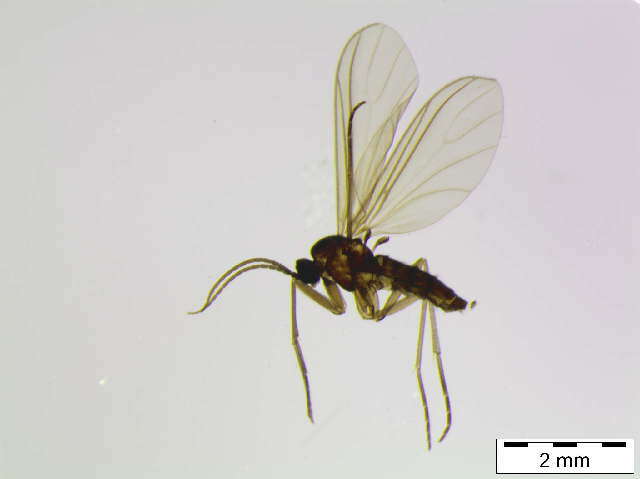 Image of Scythropochroa radialis Lengersdorf 1926