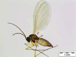 Image of <i>Bradysia hilariformis</i>