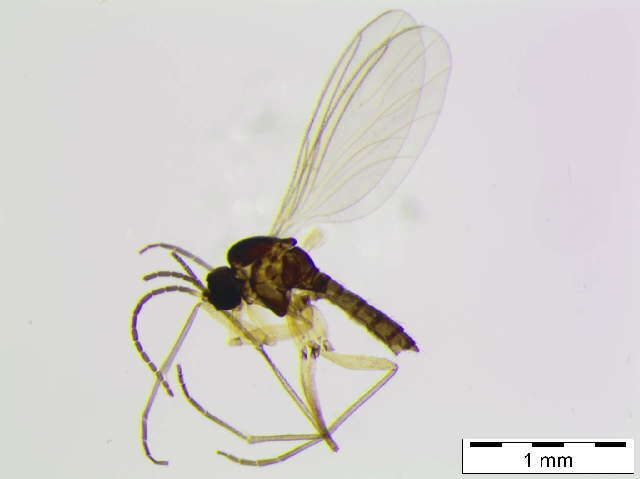 Image of Bradysia cf. trivittata