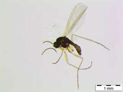 Image of Bradysia cf. trivittata