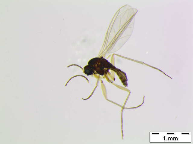 Image of Bradysia cf. trivittata