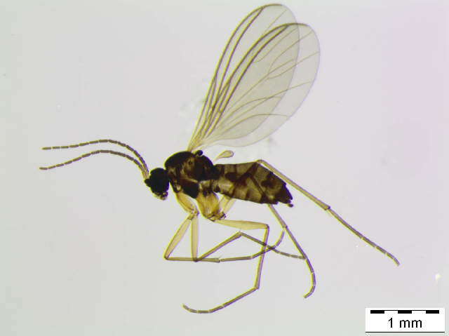 Image of Bradysia aprica (Winnertz 1867)