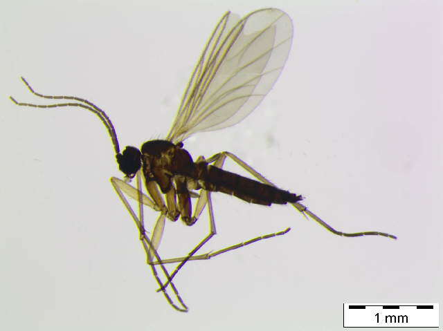 Image of Corynoptera montana (Winnertz 1869)