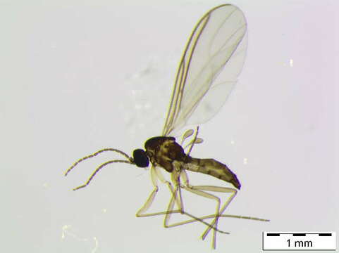 Image of Scatopsciara