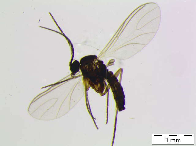 Image of Bradysia cf. vagans