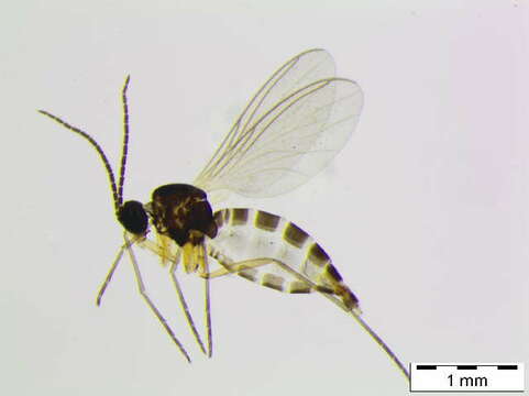 Image of Bradysia affinis (Zetterstedt 1838)