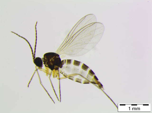 Image of Bradysia affinis (Zetterstedt 1838)