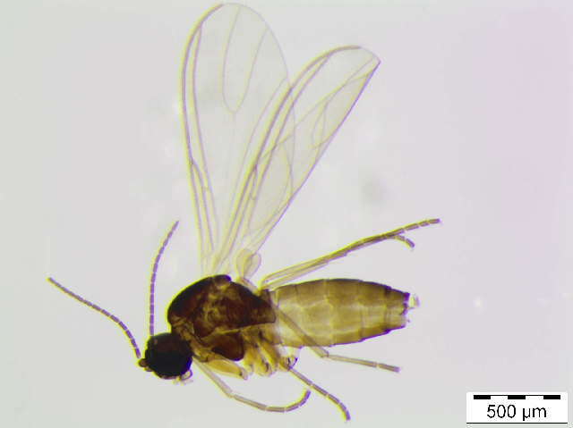 Image of Scatopsciara atomaria (Zetterstedt 1851)