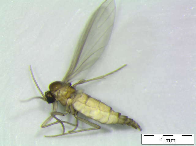 Image of Cratyna keilini (Edwards 1915)