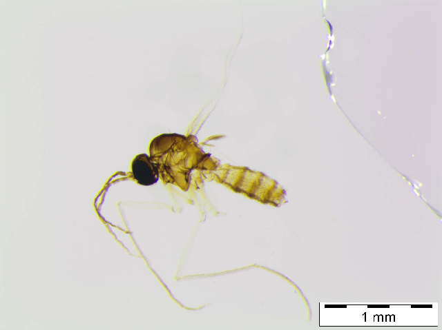 Image of Sciara cf.