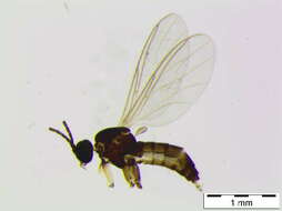 Image of Bradysia vagans (Winnertz 1868)
