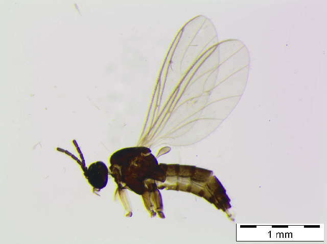 Image of Bradysia vagans (Winnertz 1868)