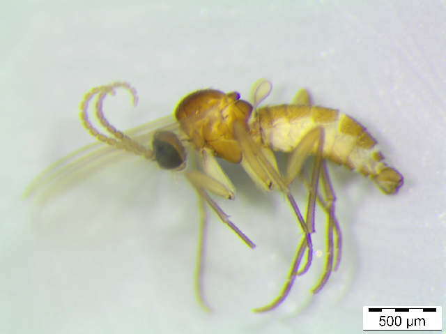 Image of Dark-winged fungus gnat