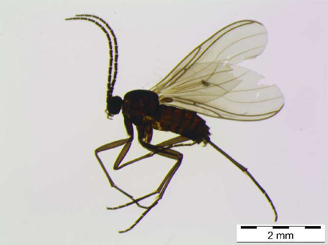 Image of Bradysia alpicola (Winnertz 1867)